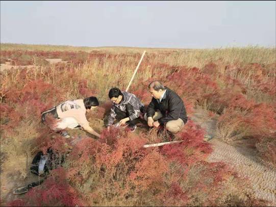 耐盐生防菌(图4)