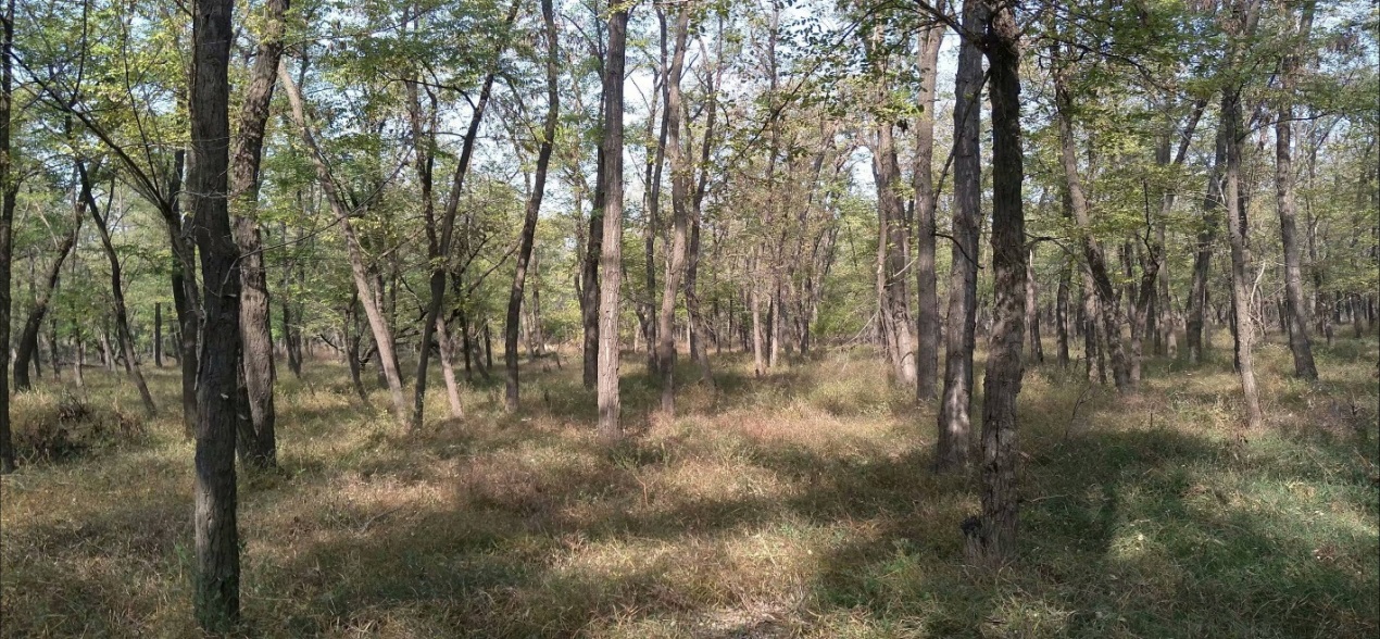 耐盐生防菌(图2)