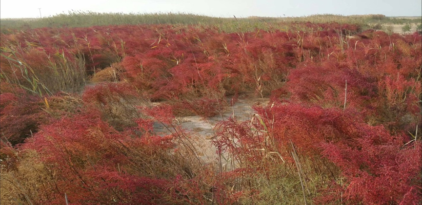 耐盐生防菌(图1)